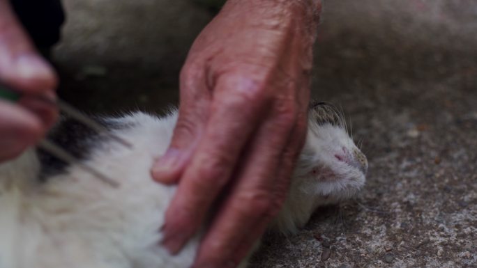 男性手检查家猫，蜱虫清理