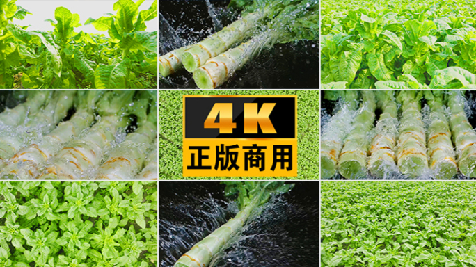 农业种植蔬菜菜莴笋无公害蔬菜基地乡村振兴