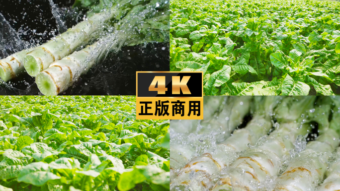 农业种植蔬菜菜莴笋无公害蔬菜基地乡村振兴