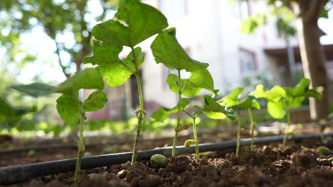 绿豆幼苗滴灌系统嫩叶发芽生长