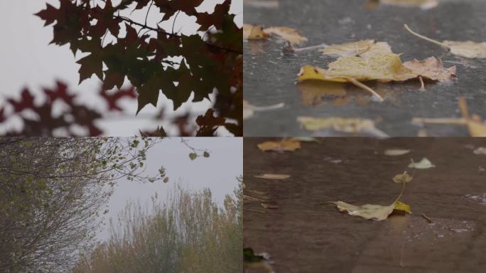 秋天落叶 秋季雨季雨后落叶 枫叶枯叶