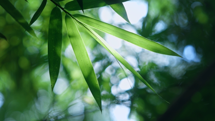 竹叶阳光意境唯美空镜竹子竹林自然风光绿色