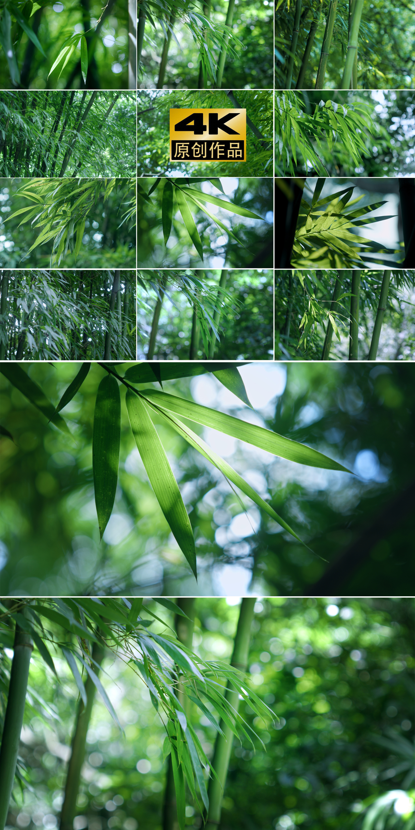 竹叶阳光意境唯美空镜竹子竹林自然风光绿色