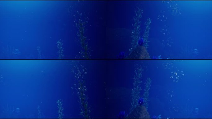 4K海底视频素材
