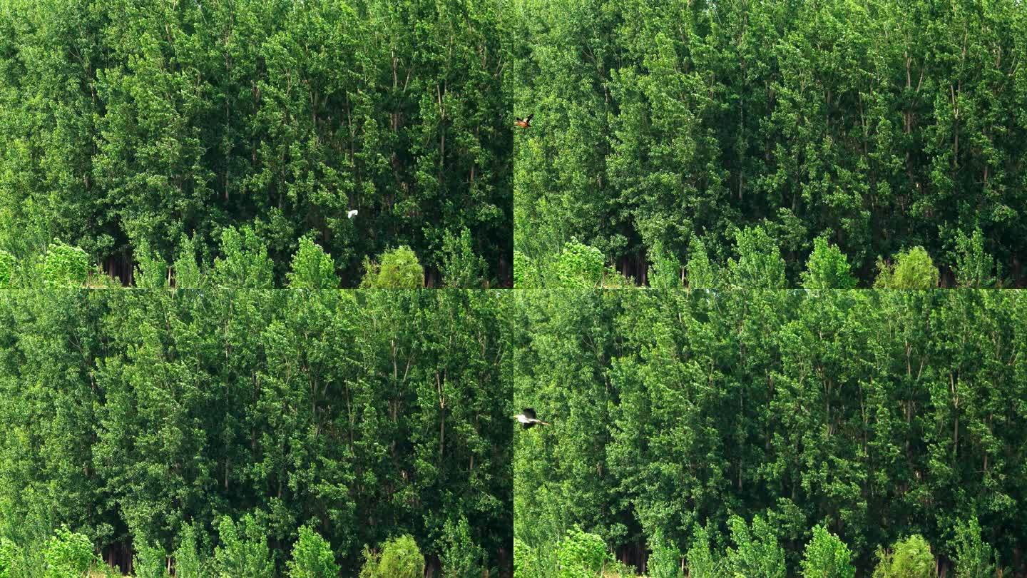 初夏-浓郁的绿色-群鸟从树墙前飞过