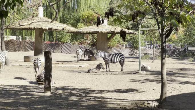 动物园里的斑马
