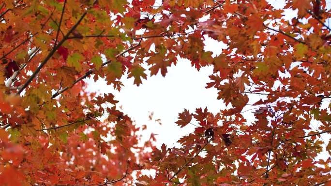 色彩斑斓的秋天