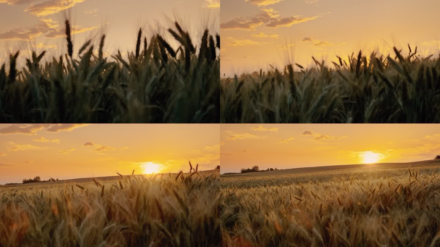 夕阳下，斯洛莫美丽的金色麦田在乡间