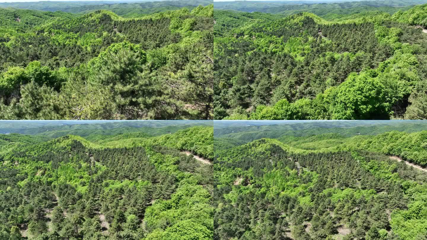 山坡  树林