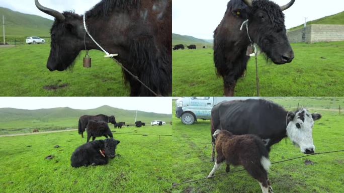 草原牦牛吃草小牛3