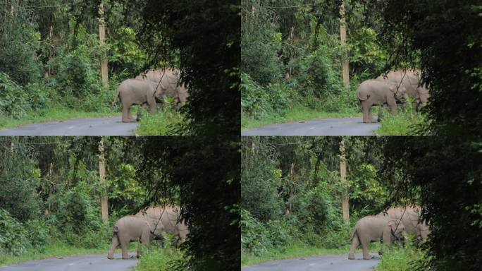 Khao Yai国家公园热带雨林中的野生亚洲象群