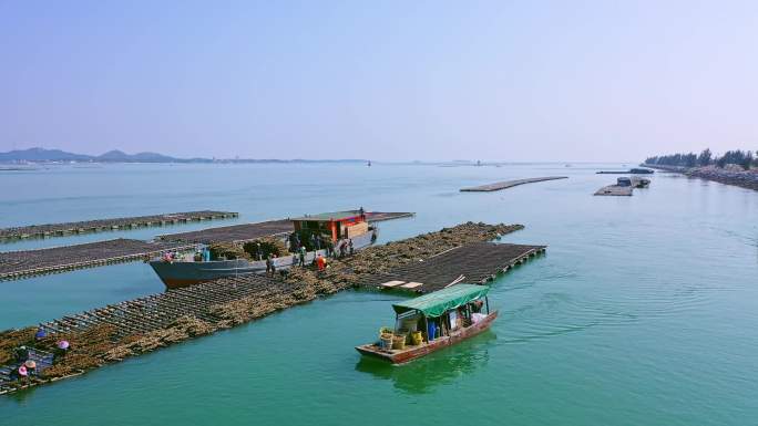 蚝排生蚝大蚝养殖场 水产养殖 海鲜海产品