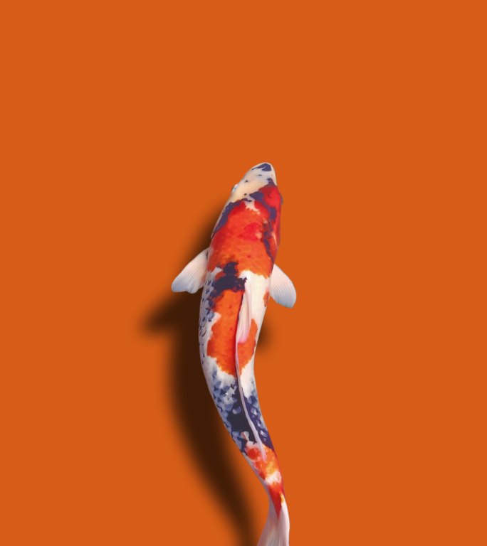 锦鲤鱼淡橙色背景竖屏三维动画观赏鱼