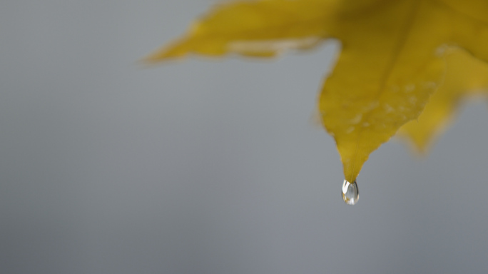 露珠秋天树叶，水滴滴落水面，水珠