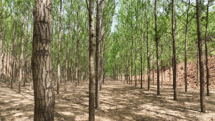 竹柳   树林