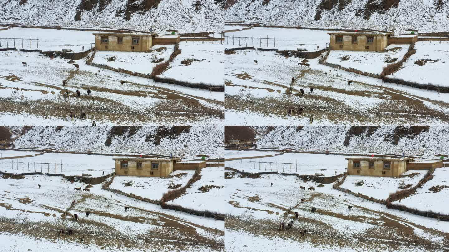 航拍川藏线上大雪覆盖的牧民村庄