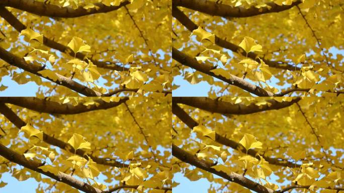 蓝天下金黄的银杏树叶随风摇曳