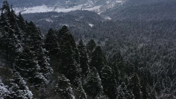 航拍西藏林芝大雪纷飞的鲁朗林海