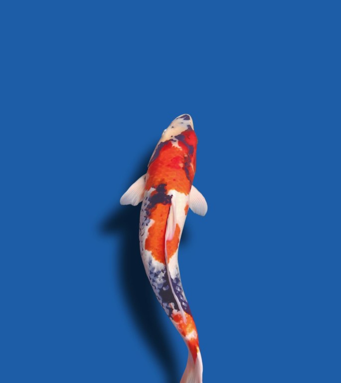 锦鲤鱼淡蓝色背景动态壁纸鱼摆动鱼摆尾