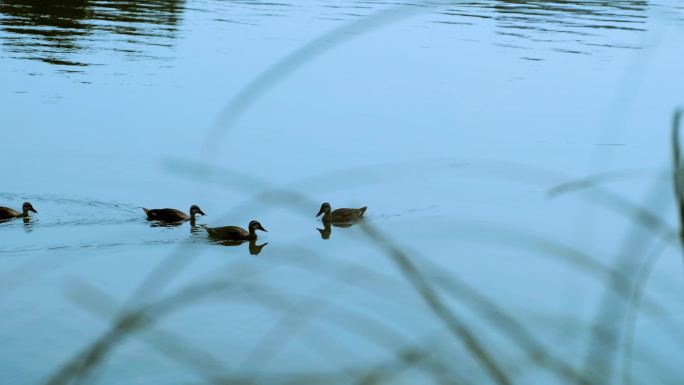 野外小河游泳的野鸭群