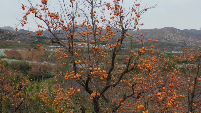 秋天的柿子树航拍4K视频