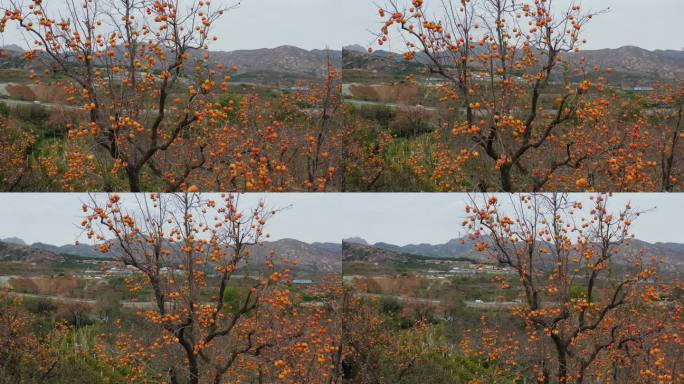秋天的柿子树航拍4K视频