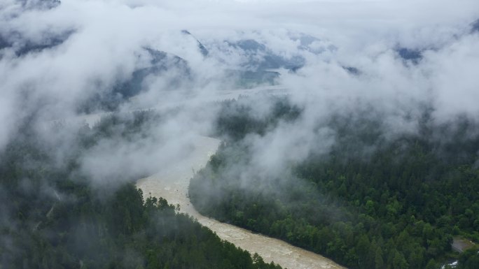 航拍雨雾天的波密岗云杉林风景