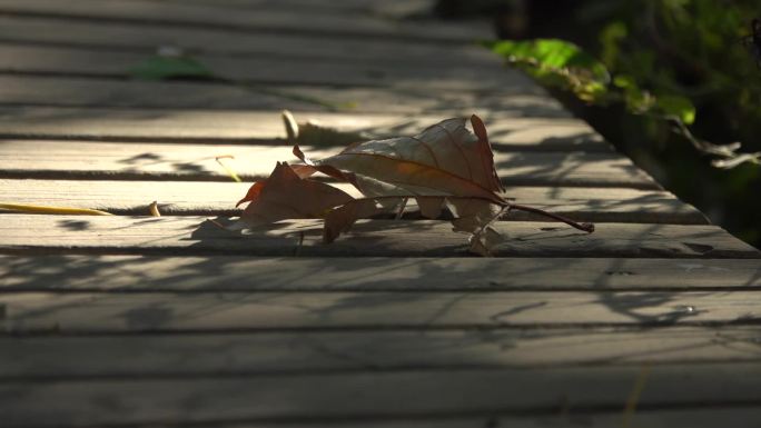 【原创】秋叶 枯叶 落叶 秋天风景