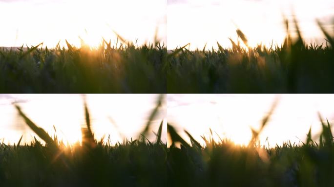 日落时分小麦幼苗的特写镜头。农业概念。