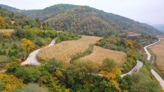 道路