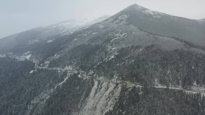 航拍西藏林芝大雪纷飞的鲁朗林海