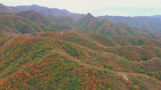 北京红叶大山森林大自然流水风景树林山