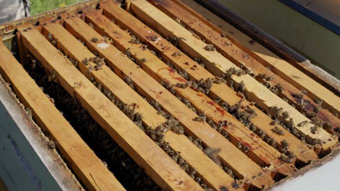 收获蜂蜜时，蜜蜂在蜂箱周围飞