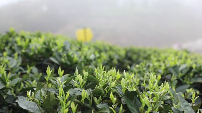 起雾的山里茶叶近景