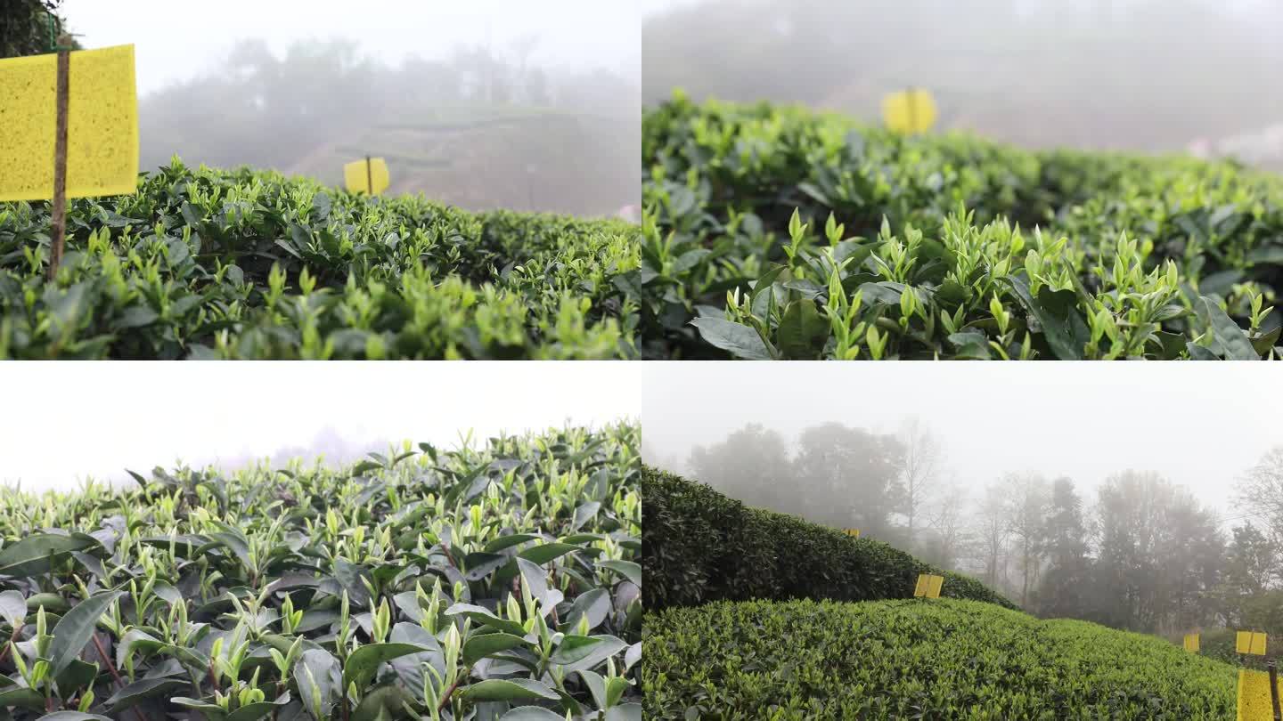 起雾的山里茶叶近景