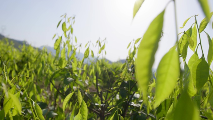 中药药房 称药抓药 中医文化 中成药生产