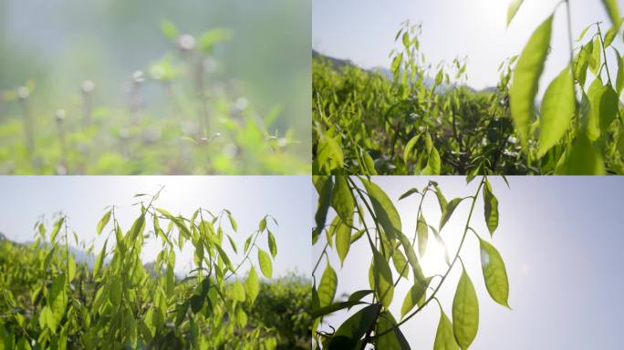 中药药房 称药抓药 中医文化 中成药生产