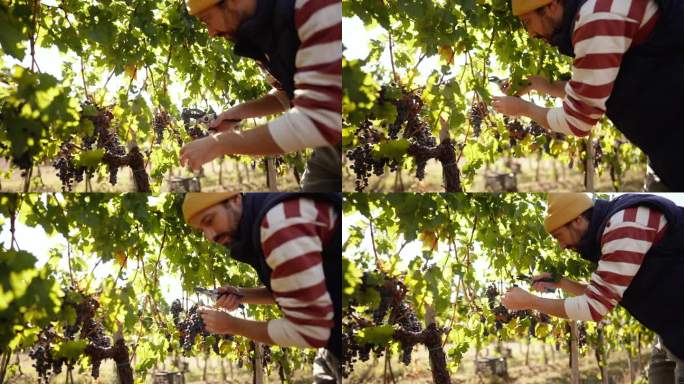 酿酒师在葡萄园采摘葡萄