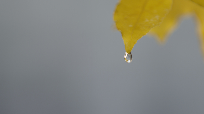 树叶露珠秋雨 水中树叶 唯美雨滴