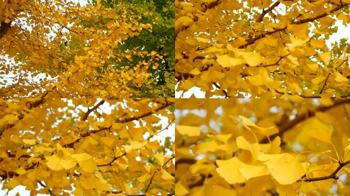 秋天的银杏树 黄叶 银杏树叶 阳光