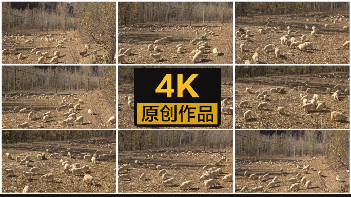 【4K】黄昏时草地上的羊