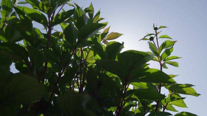 鲜花特写 生态环境 自然风光 实景拍摄