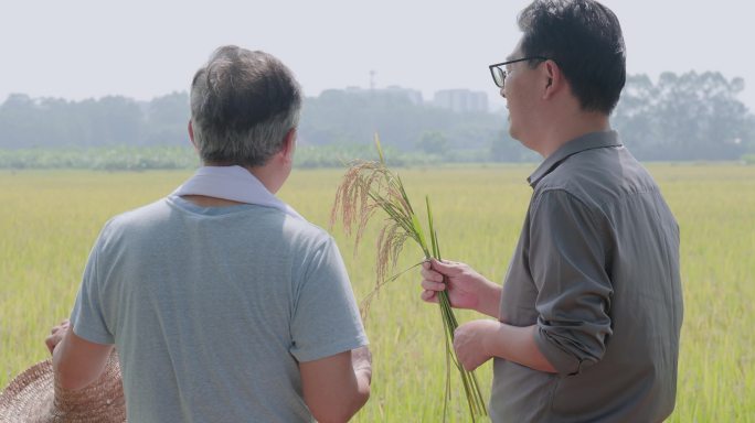 农业专家研究水稻