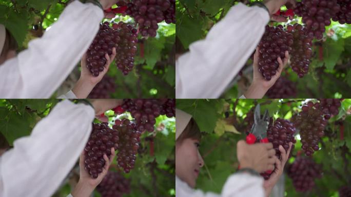 一个年轻的女人从葡萄藤上摘下红葡萄，把它们放在藤篮子里。