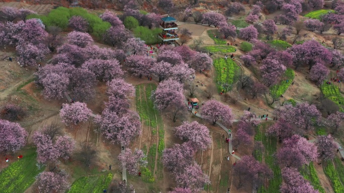 航拍桃花盛开的林芝嘎拉桃花村