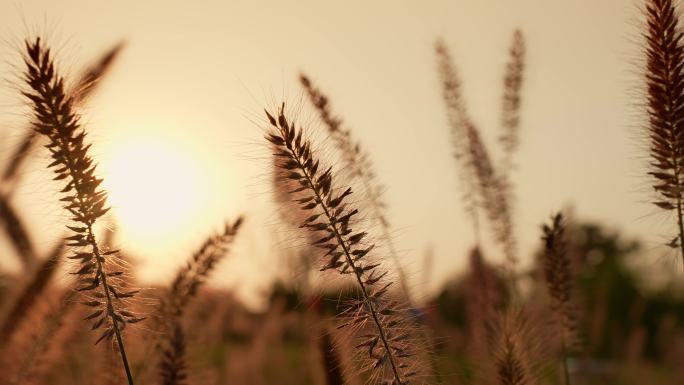 唯美空镜头 夕阳微风野草