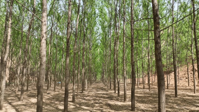 竹柳    树林