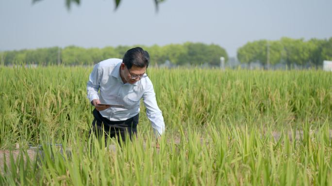 农业专家检查水稻