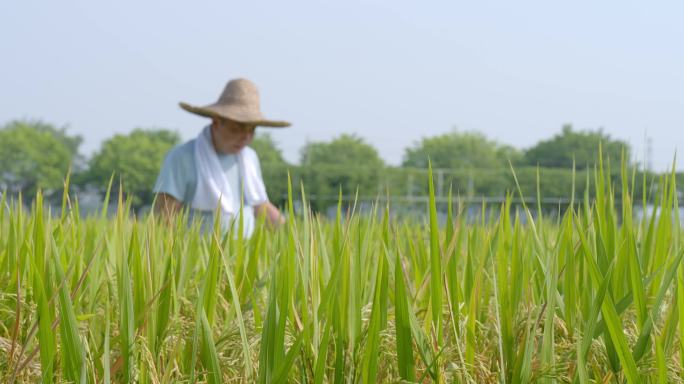 田野忙碌的农民