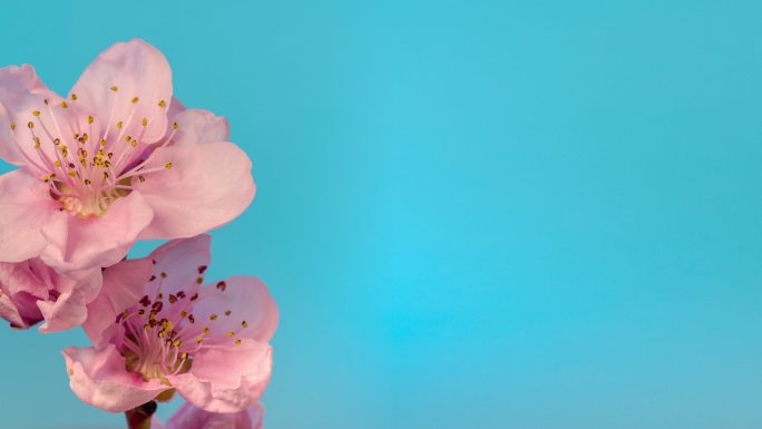 桃花在蓝色背景下绽放，水平格式的延时4k视频，带有复制空间。桃李在春天开花的视频。